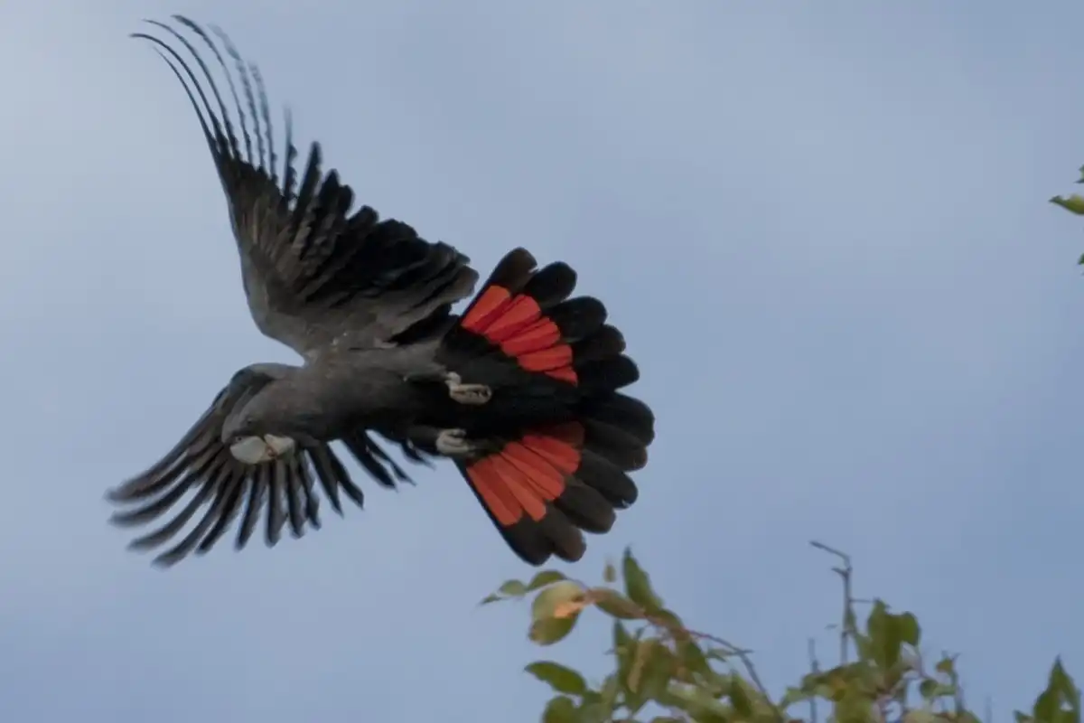 Red-tailed black cockatoo in flight